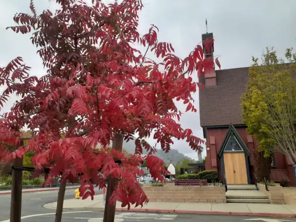 Autumn tree in November, and Saint Stephen's Episcopal Church. 