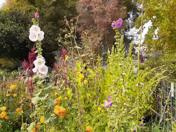 Cute toddler playground, workout station, community garden, basketball courts, lawn with views of Cerro San Luis, and Victorian houses, a block from the main downtown strip. Currently, a crime problem.