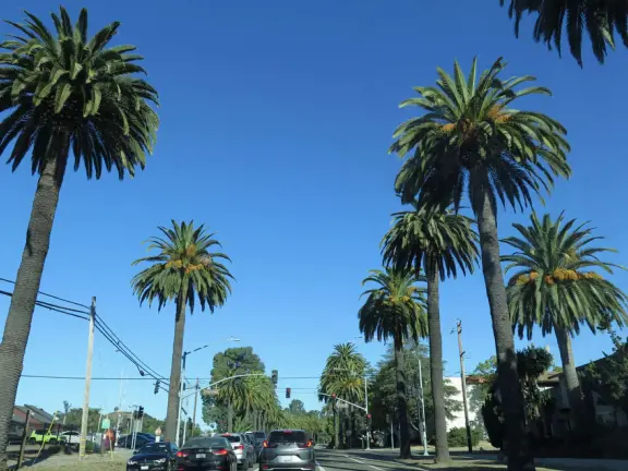 Hilly, sunny campus with tall, impressive trees and green lawns. A hands-on learning university.