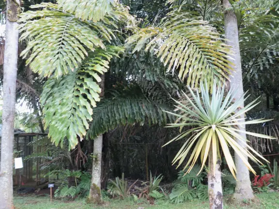 Pana'ewa (Panaewa) Zoo has gorgeous vegetation and flowers. Some of the animals seem happy. Huge, beautiful playground for your kids!