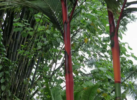 Pana'ewa (Panaewa) Zoo has gorgeous vegetation and flowers. Some of the animals seem happy. Huge, beautiful playground for your kids!