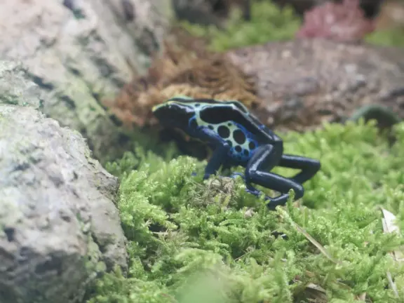 Pana'ewa (Panaewa) Zoo has gorgeous vegetation and flowers. Some of the animals seem happy. Huge, beautiful playground for your kids!