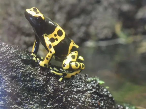 Pana'ewa (Panaewa) Zoo has gorgeous vegetation and flowers. Some of the animals seem happy. Huge, beautiful playground for your kids!
