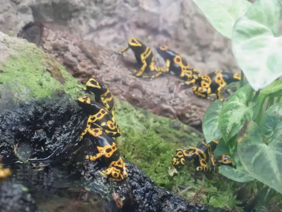 Pana'ewa (Panaewa) Zoo has gorgeous vegetation and flowers. Some of the animals seem happy. Huge, beautiful playground for your kids!