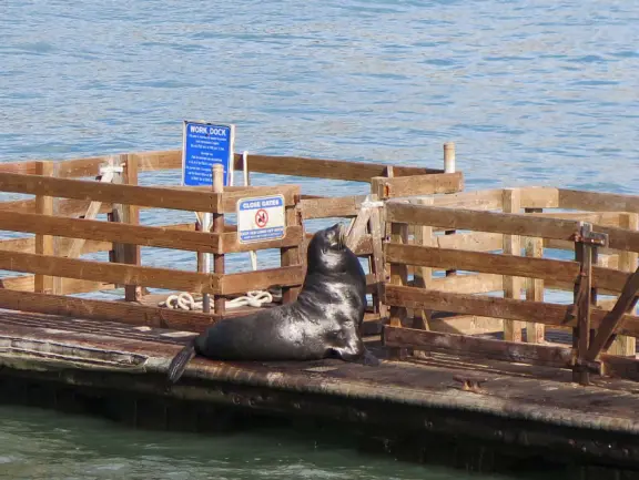 Harbor beach with hundreds of pelicans and sailboats bobbing in the water. Stunning views, seals barking on a floating dock, and outdoor cafe on Harford pier.