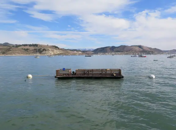 Harbor beach with hundreds of pelicans and sailboats bobbing in the water. Stunning views, seals barking on a floating dock, and outdoor cafe on Harford pier.