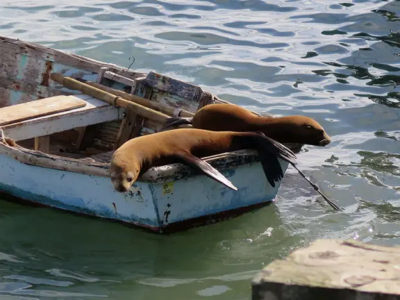 Harbor beach with hundreds of pelicans and sailboats bobbing in the water. Stunning views, seals barking on a floating dock, and outdoor cafe on Harford pier.