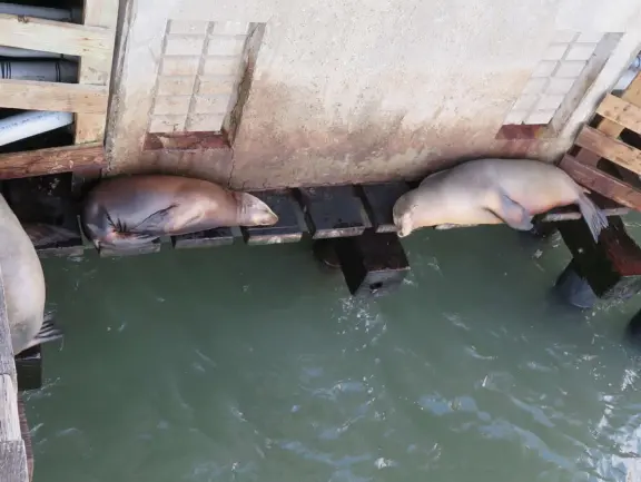 Harbor beach with hundreds of pelicans and sailboats bobbing in the water. Stunning views, seals barking on a floating dock, and outdoor cafe on Harford pier.