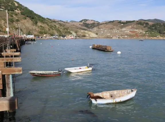Harbor beach with hundreds of pelicans and sailboats bobbing in the water. Stunning views, seals barking on a floating dock, and outdoor cafe on Harford pier.