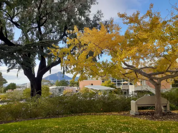 Hilly, sunny campus with tall, impressive trees and green lawns. A hands-on learning university.
