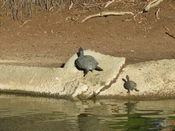 A park of exquisite beauty, with flowering trees and a picnic lawn fronting a pond full of turtles and koi.