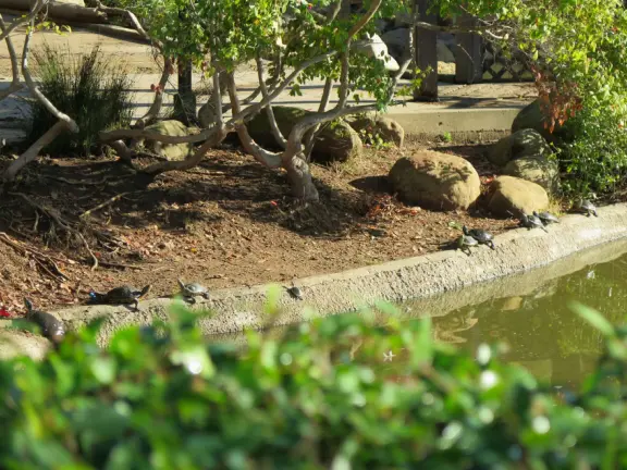 A park of exquisite beauty, with flowering trees and a picnic lawn fronting a pond full of turtles and koi.