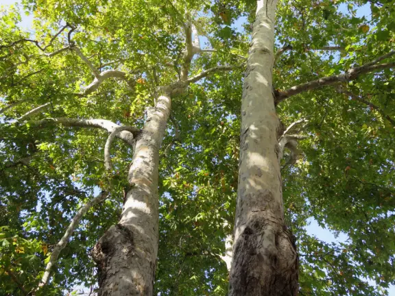 A small park tucked into a canyon in the back of a beautiful neighborhood.