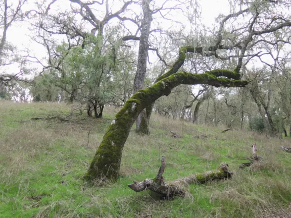 Lovely mystical forest with yellow grasses and gnarled trees, but bad sewer smell.