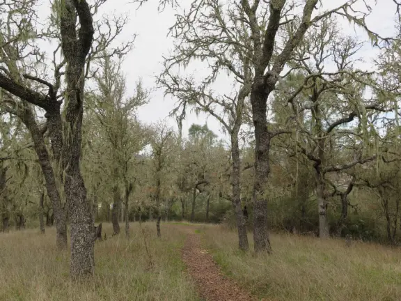 Lovely mystical forest with yellow grasses and gnarled trees, but bad sewer smell.