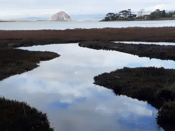 A magical clear pond with tadpoles and ducks, healthy eucalyptus trees with big leaves, winding salt marsh, and boardwalk.