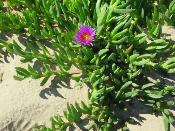 Sunny monarch butterfly grove amid tall eucalyptus trees, and a fantastic wooden boardwalk over dunes. Plus a wonderland of dunes to play in.
