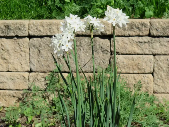 A peaceful 3-mile walk through oaky forest, past lush landscaping and a park with a historic adobe house, and among a neighborhood with gardens filled with flowers.