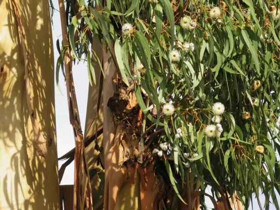 Best playground you'll ever visit! Huge slides, hillside slides, steep grass slope for cardboard sledding, cable zipline, and pretty trees to picnic under.