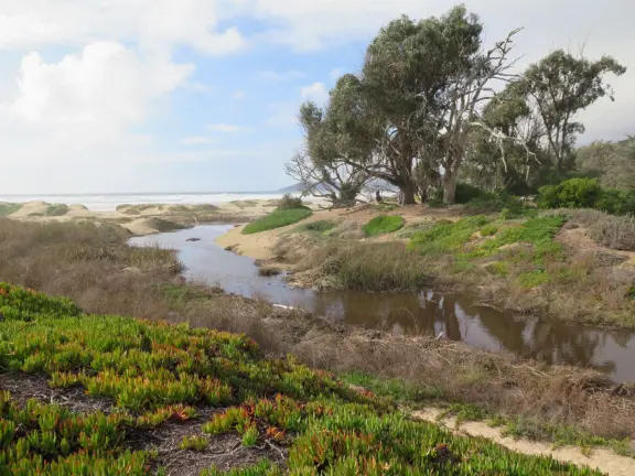 Wonderful wooden boardwalk over the dunes, with gorgeous views of the sea! Plus eucalyptus forest. You can walk 1.7 miles in total!