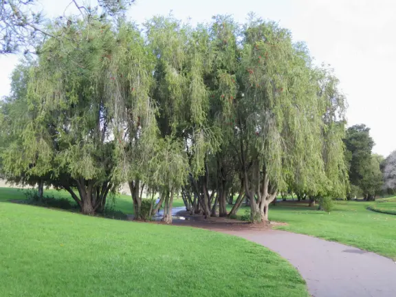 A lush park with rolling hills to run on, one-mile loop walking path, and basketball and sand volleyball courts. Currently has a crime problem.