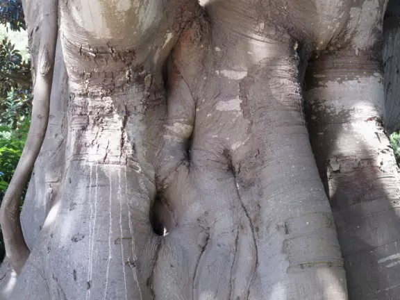 Montecito estate with magical gardens, summer-only music school, and year-round concerts.