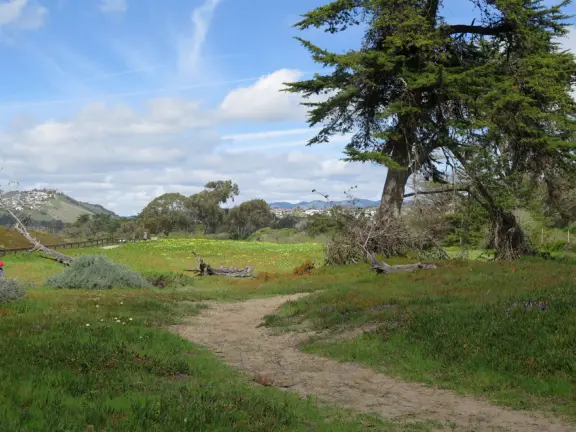 Wonderful wooden boardwalk over the dunes, with gorgeous views of the sea! Plus eucalyptus forest. You can walk 1.7 miles in total!