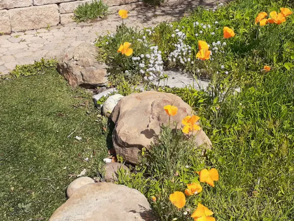 A peaceful 3-mile walk through oaky forest, past lush landscaping and a park with a historic adobe house, and among a neighborhood with gardens filled with flowers.