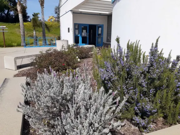 Flowers outside the SLO Swim Center. 