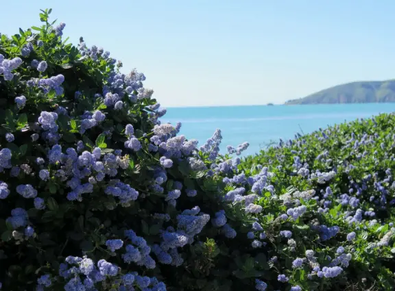 Supremely nice views from many varied vantage points. A clifftop park, beach with tide pools, and start of a long walk.