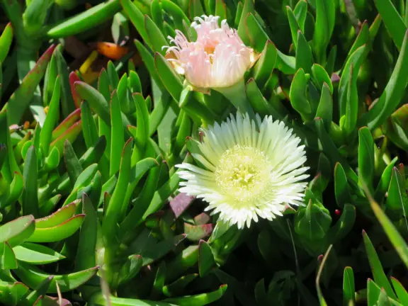 Supremely nice views from many varied vantage points. A clifftop park, beach with tide pools, and start of a long walk.