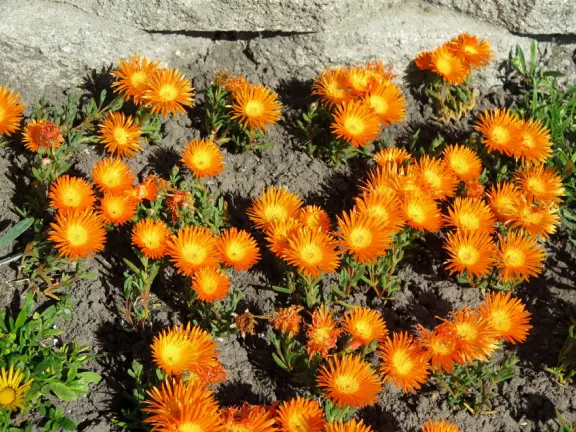 Pretty walk on a dead end road, past three ocean overlooks with sparkling water. You can extend this walk on both ends to make very long walks.