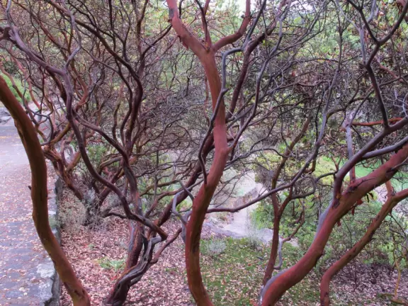 A wondrously beautiful place lush with the most beautiful trees, plus cute bridges and pathways.