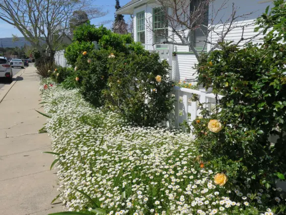 Take a walk past pretty Victorian homes and gardens.