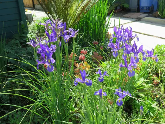 Take a walk past pretty Victorian homes and gardens.