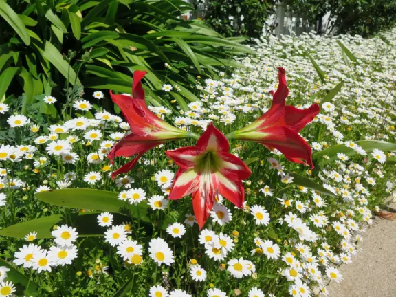 Take a walk past pretty Victorian homes and gardens.
