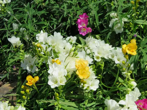 A peaceful 3-mile walk through oaky forest, past lush landscaping and a park with a historic adobe house, and among a neighborhood with gardens filled with flowers.