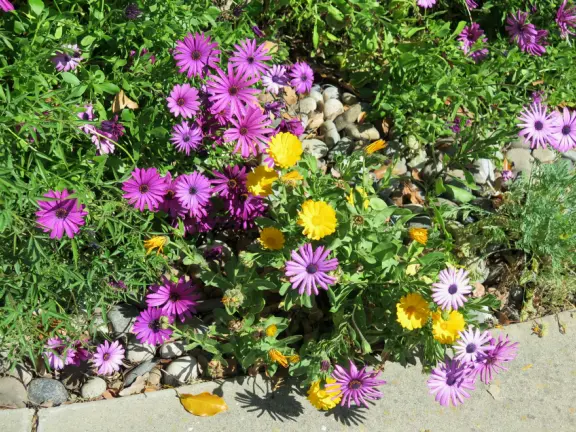 A peaceful 3-mile walk through oaky forest, past lush landscaping and a park with a historic adobe house, and among a neighborhood with gardens filled with flowers.