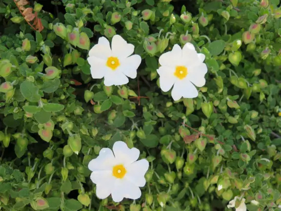 A peaceful 3-mile walk through oaky forest, past lush landscaping and a park with a historic adobe house, and among a neighborhood with gardens filled with flowers.