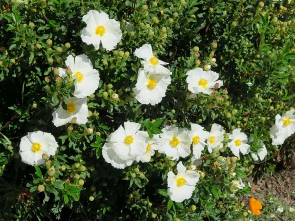 A peaceful 3-mile walk through oaky forest, past lush landscaping and a park with a historic adobe house, and among a neighborhood with gardens filled with flowers.