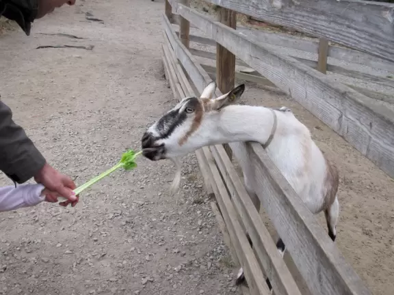 Clean, spacious petting zoo among gorgeous scenery. Plus a small rock-climbing playground.