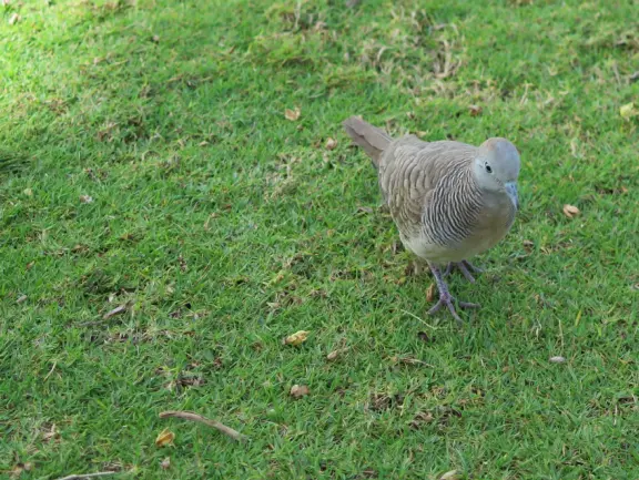 Ko Olina Beach, or KoOlina Beach, has four manmade perfect-looking beaches with calm water where kids can swim and play.