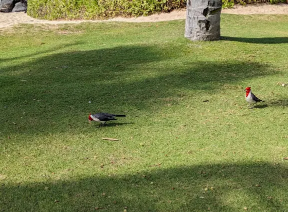 It's wonderful to walk 1.5 miles on the boardwalk past the four lagoons at Ko Olina (KoOlina) Resort.