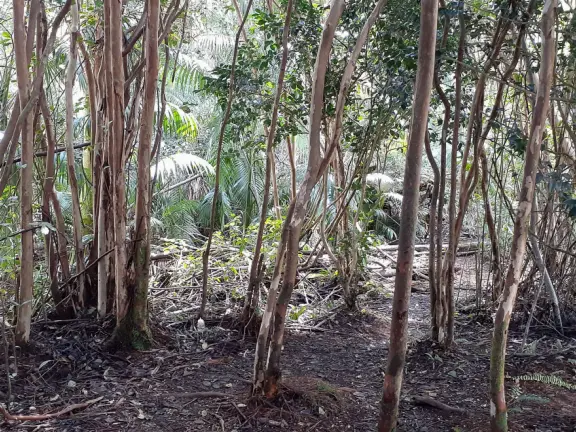 Wai'ale (Waiale) Falls is a difficult, short hike in gorgeous rainforest, to a waterfall. Those who stay behind can see the waterfall anyway, from the highway bridge!