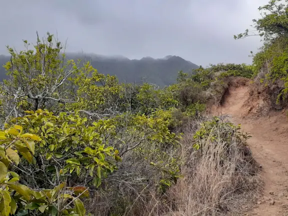 Hike along the top of a forested ridge, taking in sweeping views of ocean and valleys. Only for Hawaii residents and military personnel unfortunately.