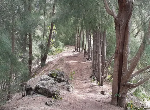 Hike along the top of a forested ridge, taking in sweeping views of ocean and valleys. Only for Hawaii residents and military personnel unfortunately.