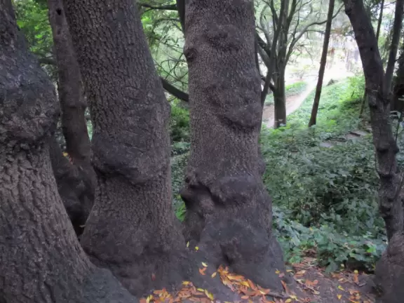A romantic terraced garden in the hills of North Berkeley.