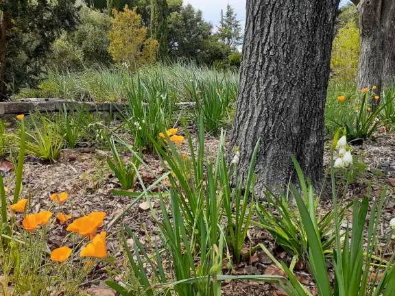 Lovely stroll past many different types of trees blossoming with seeds and flowers.