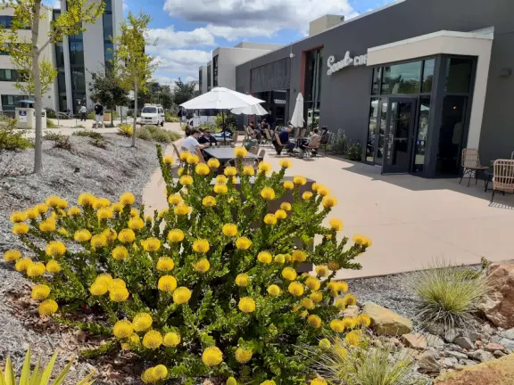 Hilly, sunny campus with tall, impressive trees and green lawns. A hands-on learning university.