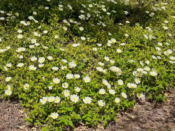 Hilly, sunny campus with tall, impressive trees and green lawns. A hands-on learning university.
